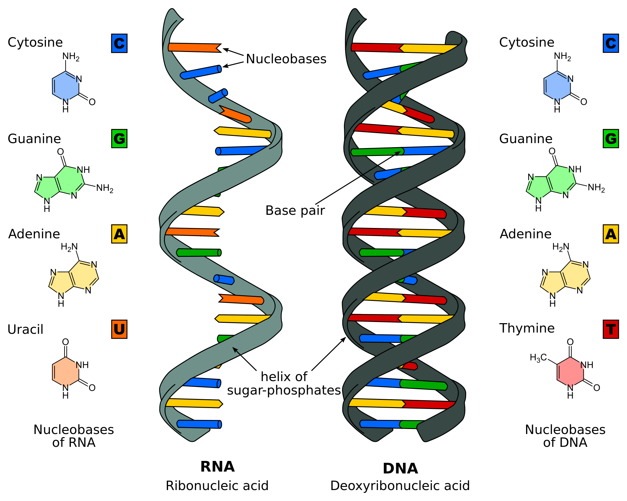 Nucleic Acids Knowing A Little About Your DNA And RNA