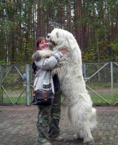 Longest Dog