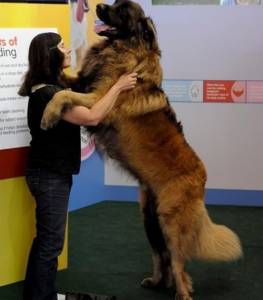 World Longest Dogs