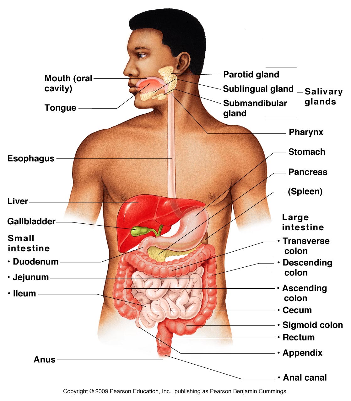 Organ Systems Of Human Body And Their Functions 11