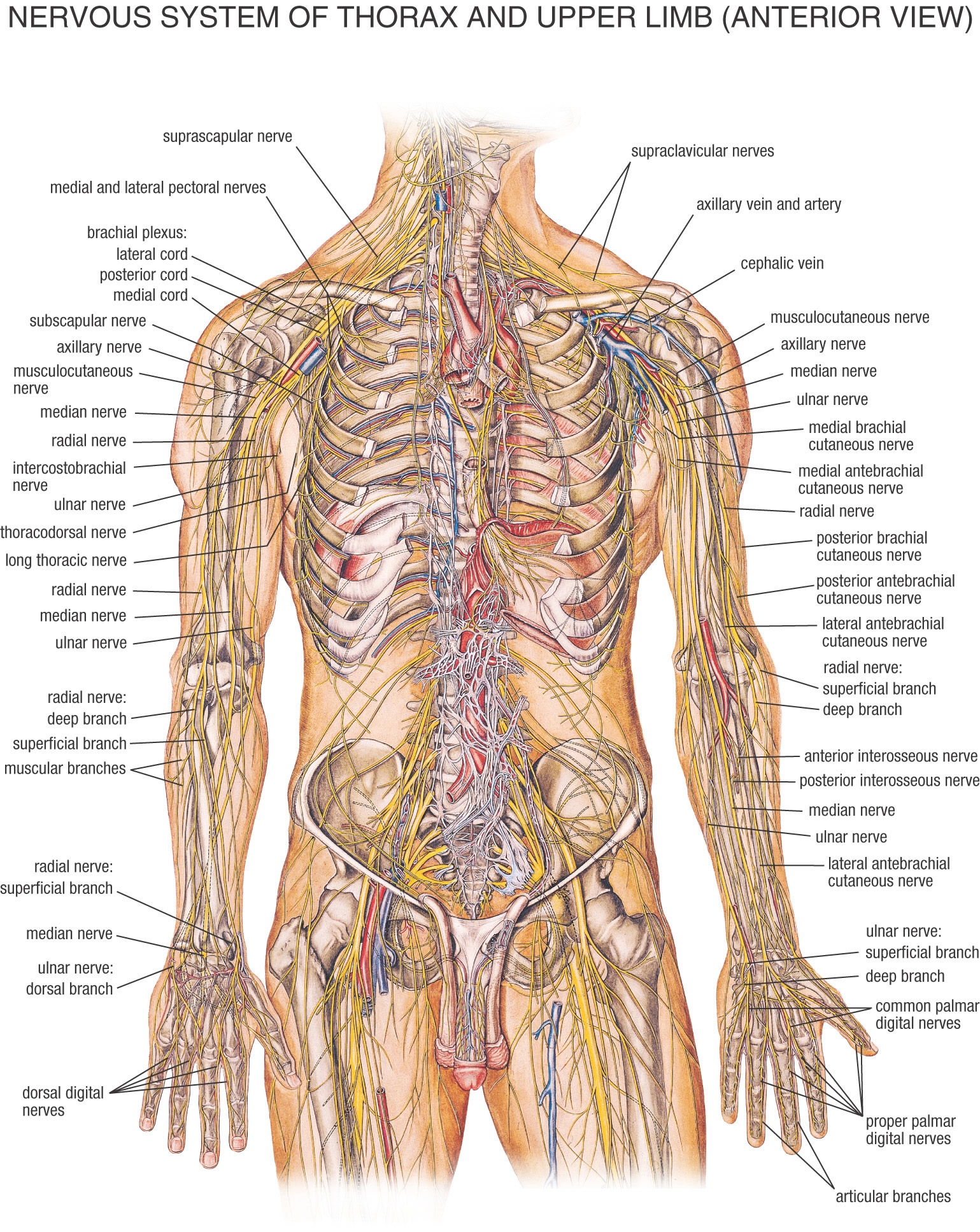 Organ systems of human body and their functions - 11