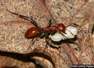 Amazon Ants