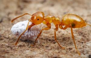 Citronella Ants
