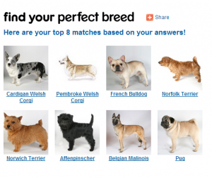 How to Pick a Dog Breed