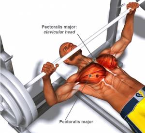 How to Bench Press in Perfect Form