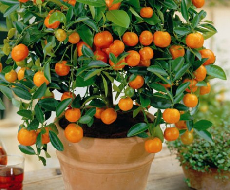  How to Grow an Orange Tree