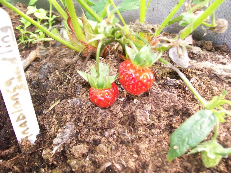 How to Grow Strawberries from Seeds