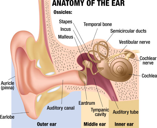 Ear Tube Placement in Adults