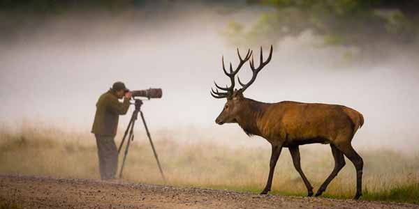 Shoot Photos of Wild Animals
