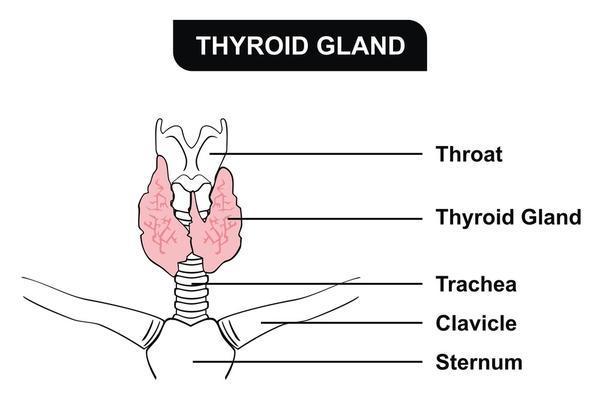 Thyroid Problems