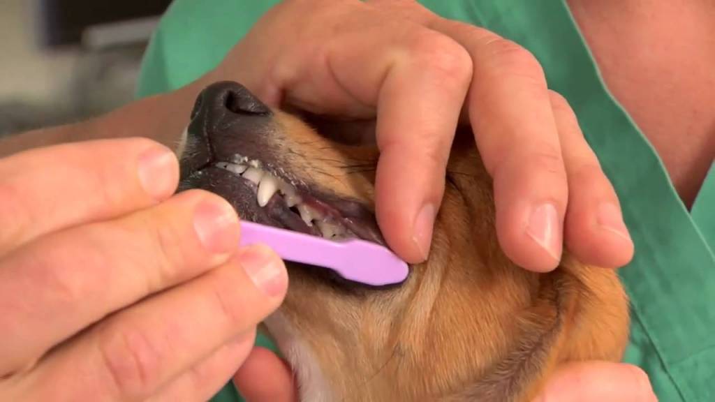 Brush Your Dog Teeth