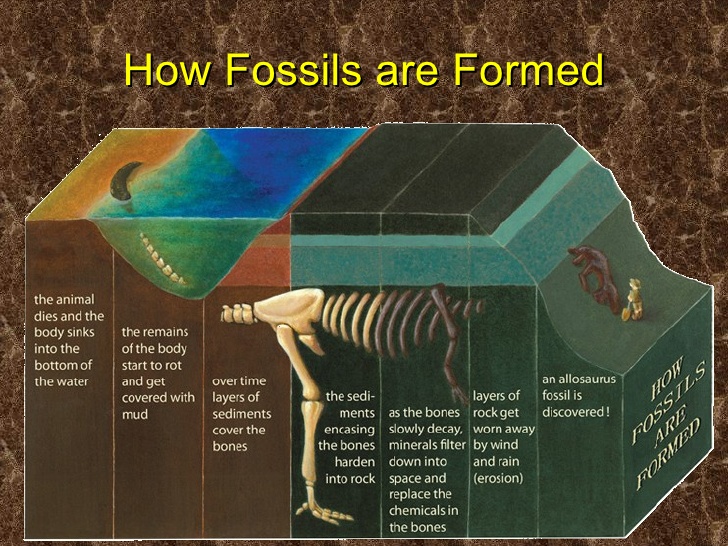 Fossils are Formed