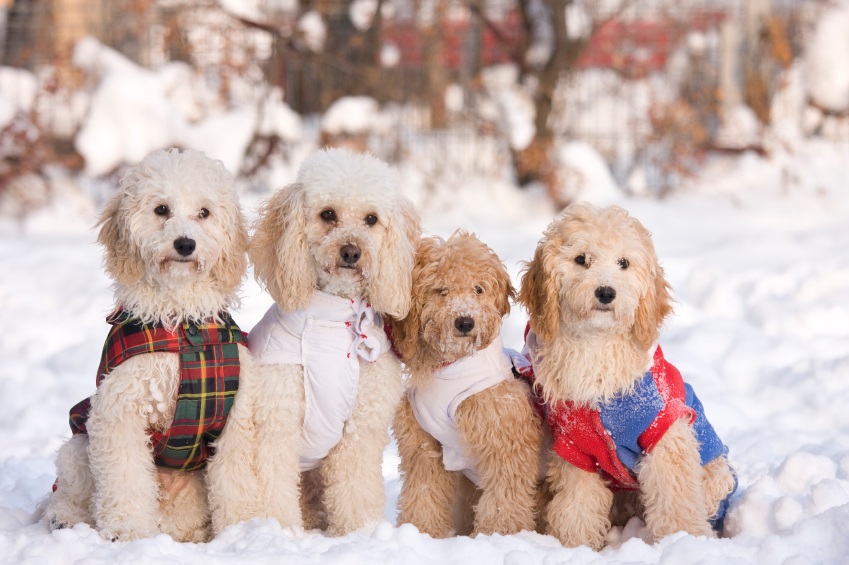 Keep Your Dogs Safe During Winter